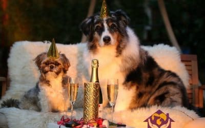 New Year’s Resolutions to Make with Your Pet