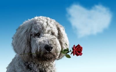 Spend Valentine’s Day with Your Pet!