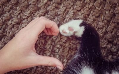Valentine’s Day Gifts for Cat Lovers