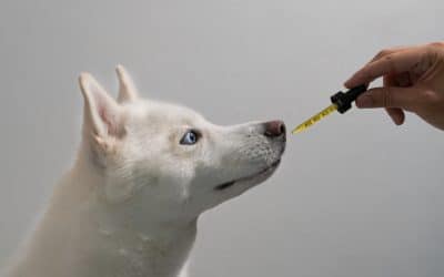 Best Supplements for Dogs