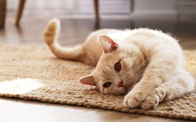 4 Types of Cat Cancer