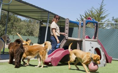 The Truth About Pet Boarding Facilities