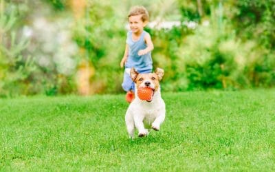 Top 7 Reasons To Scoop Your Dog’s Poop Even in Your Own Backyard