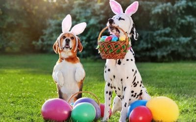 How to Host an Easter Egg Hunt for Dogs