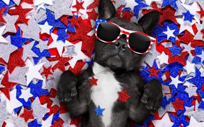 Fun Things to Do with Your Dog this Memorial Day Weekend in Elk Grove, CA