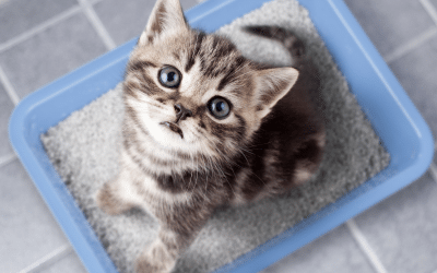 Why Cats Bury Their Poop