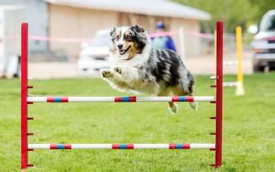 Dog Sports