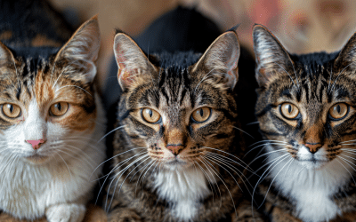 Ultimate Guide to Cat Litter