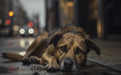Finding Your Lost Dog