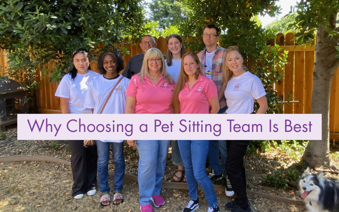 Why Choosing a Pet Sitting Team in Elk Grove Makes Winter So Much Easier