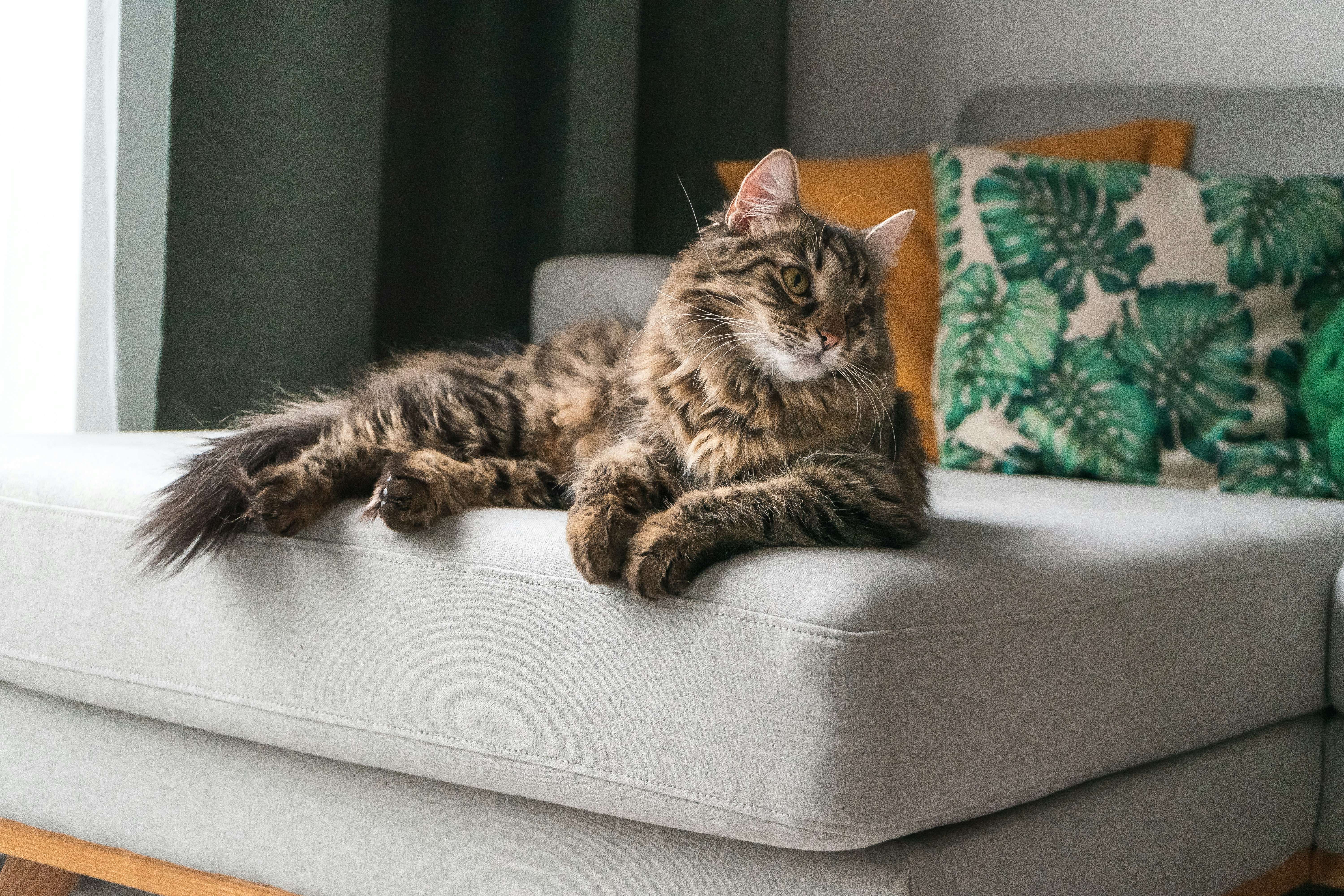 pet sitting in elk grove ca for cats dogs and small animals cat lounging at home during pet sitting visit